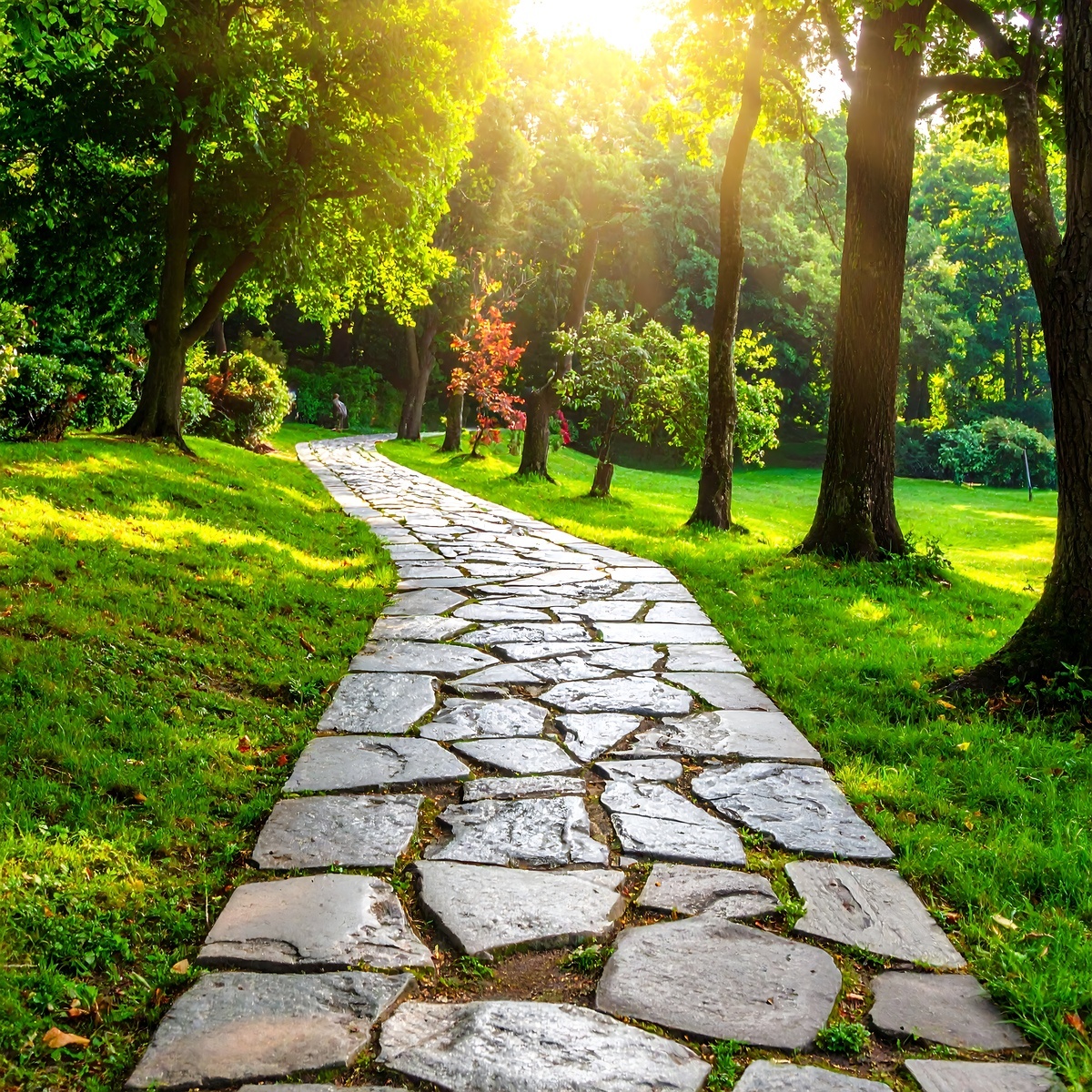 Pathway in woods 